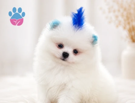 Ayıcık surat pomeranian boo yavrularımız