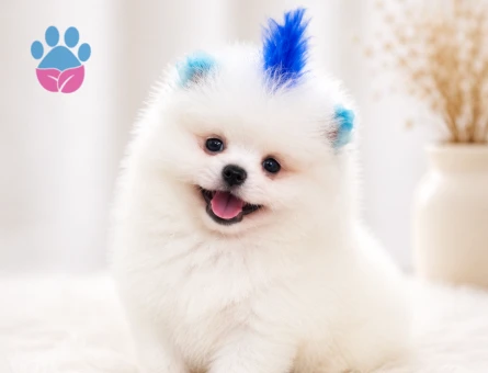 Ayıcık surat pomeranian boo yavrularımız - 6099