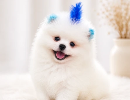 Ayıcık surat pomeranian boo yavrularımız - 6099