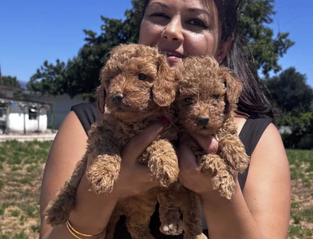 Kilo garantili toy poodle yavrularım - 6101