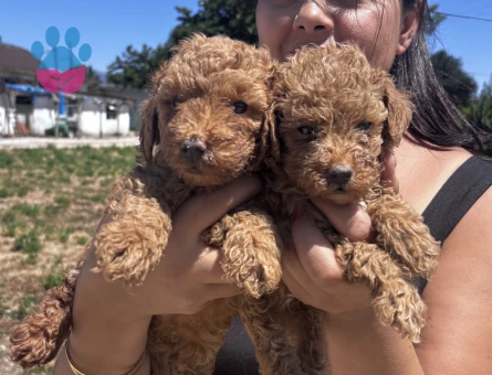 Kilo garantili toy poodle yavrularım
