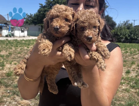 Kilo garantili toy poodle yavrularım