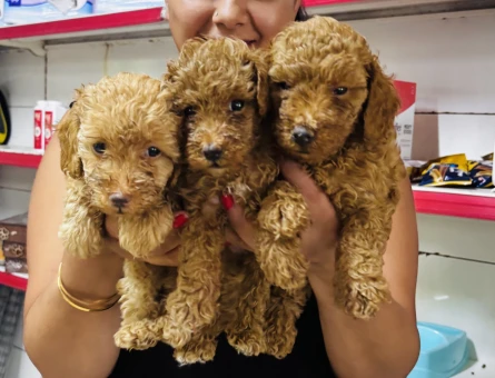 Ufacık toy Poodle yavrularım - 6102