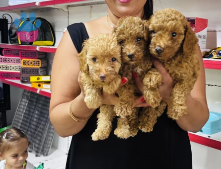 Ufacık toy Poodle yavrularım
