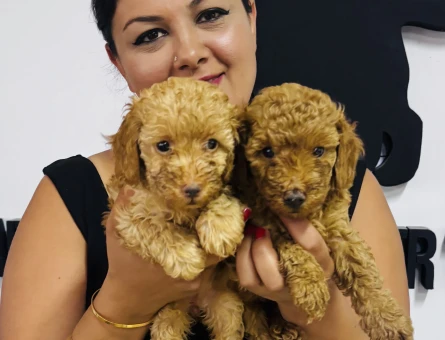 Ufacık poodle yavrularım - 6105