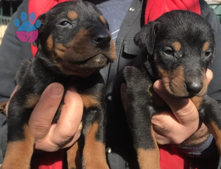 Rezerveye açık doberman yavrularım - 6106