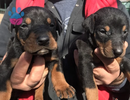 Rezerveye açık doberman yavrularım