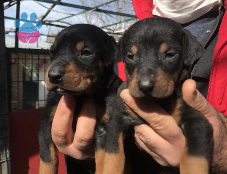 Rezerveye açık doberman yavrularım