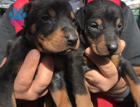 Rezerveye açık doberman yavrularım