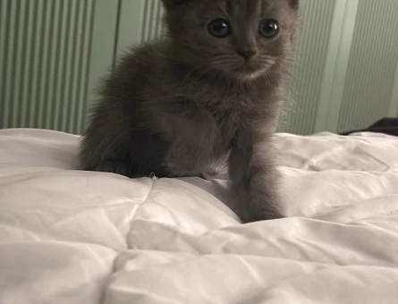 Yavru British Shorthair 2 Aylık - 6108