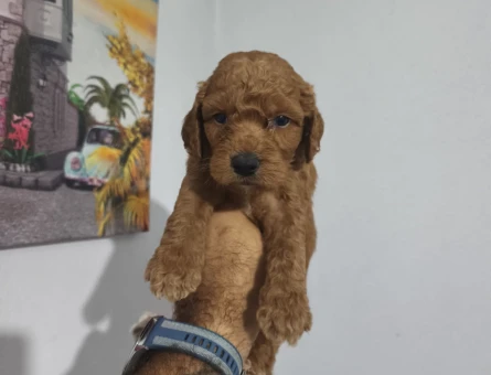 Toy poodle yavrularımız - 6109