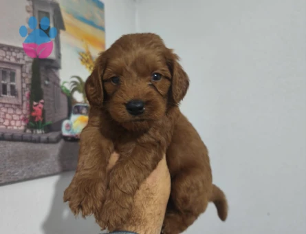 Toy poodle yavrularımız