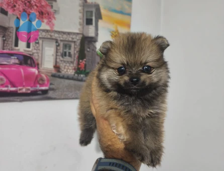 Pomerian yavrularımız - 6111