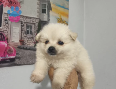 Pomeranian Boo yavruları