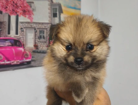 Pomeranian Boo yavruları - 6112