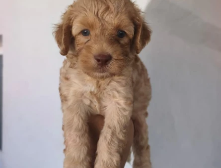 Maltipoo yavruları - 6113