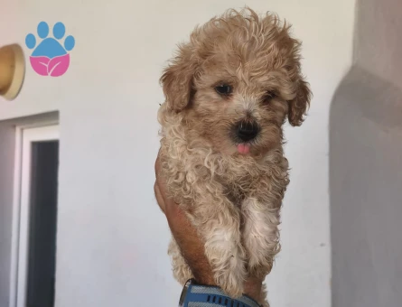 Maltipoo yavruları