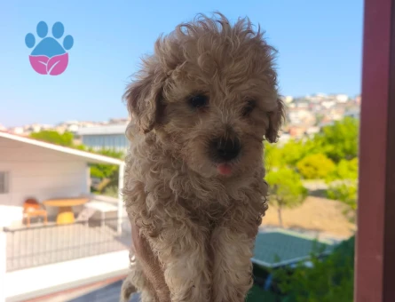 Maltipoo yavruları