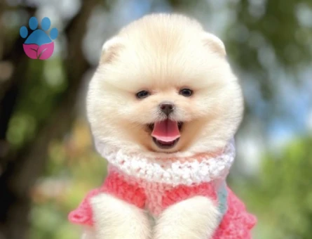 Orjinal Teddy Face Pomeranian Yavrular - 6114