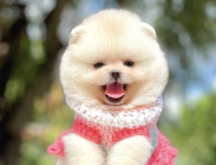 Orjinal Teddy Face Pomeranian Yavrular - 6114