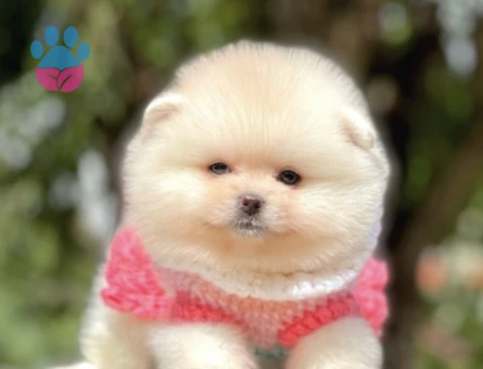Orjinal Teddy Face Pomeranian Yavrular