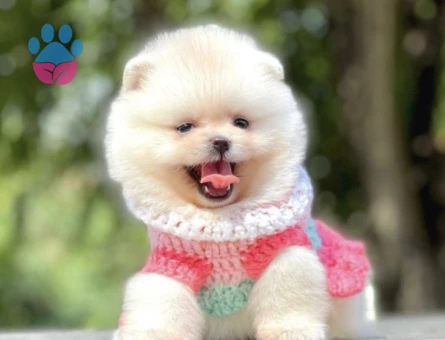 Orjinal Teddy Face Pomeranian Yavrular