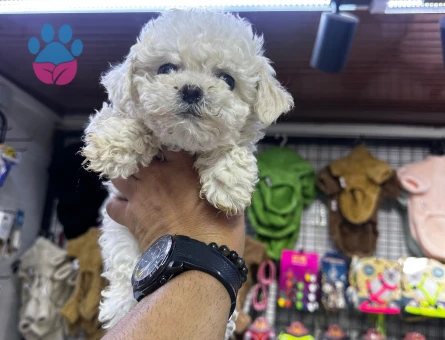 Beyaz Poodle Yavrular - 6116