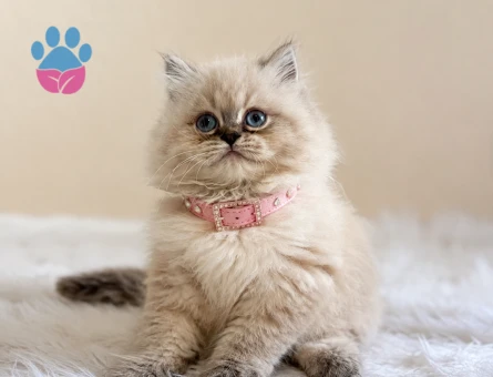 British Longhair Blue Point Afrodit Yuva Arıyor