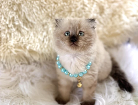 Scottish Fold Longhair Çikolata Erkek Yavrumuz - 6119