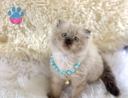 Scottish Fold Longhair Çikolata Erkek Yavrumuz