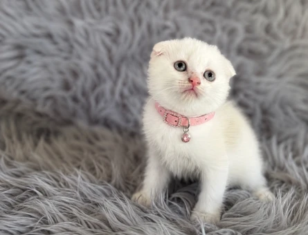 Scottish Fold Bembeyaz Pembe Burun Yavrumuz - 6120