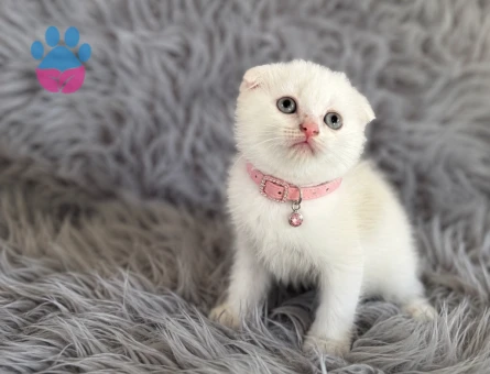 Scottish Fold Bembeyaz Pembe Burun Yavrumuz