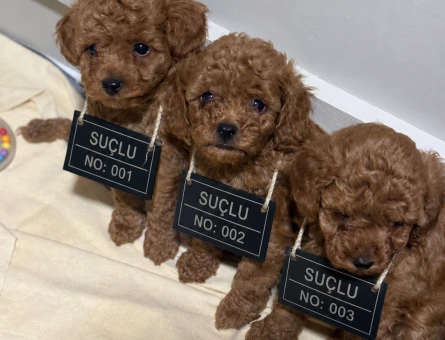 Kore kan toypoodle Adana - 6121