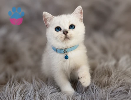 British Shorthair Silver Point Erkek 2 Aylık - 6122