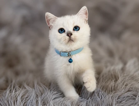British Shorthair Silver Point Erkek 2 Aylık - 6122