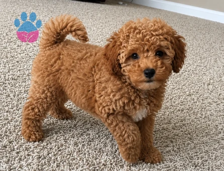 Oyuncu Karakteriyle Dikkat Çeken Toy Poodle Yavrusu