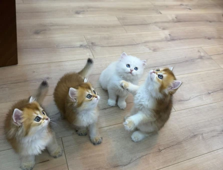 British golden longhair yavrular - 6129