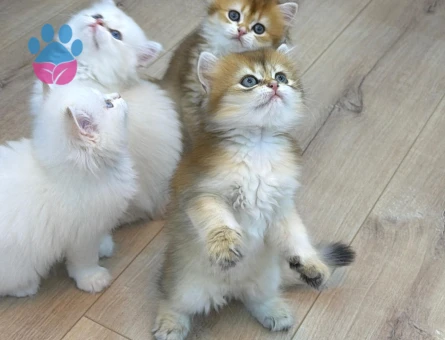 British golden longhair yavrular