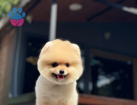 Premium Kalitede Pomeranian Boo Yavrusu | Ruhsatlı Üretim - 6128