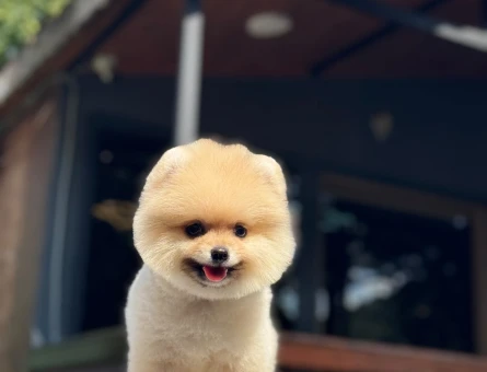Premium Kalitede Pomeranian Boo Yavrusu | Ruhsatlı Üretim - 6128