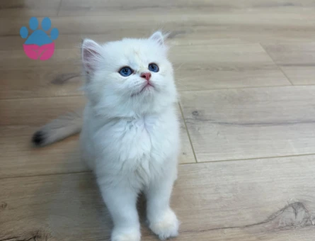 British golden longhair yavrular