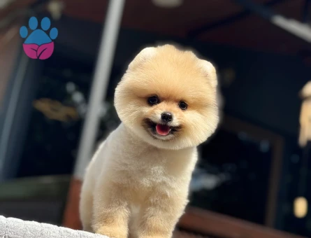 Premium Kalitede Pomeranian Boo Yavrusu | Ruhsatlı Üretim