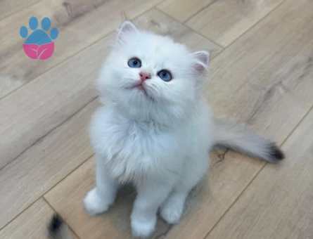British golden longhair yavrular
