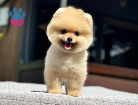 Premium Kalitede Pomeranian Boo Yavrusu | Ruhsatlı Üretim