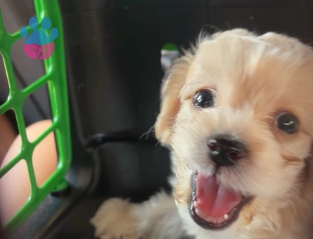 2 aylık toy poodle - 6130