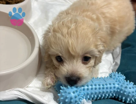 2 aylık toy poodle