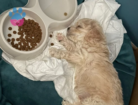 2 aylık toy poodle