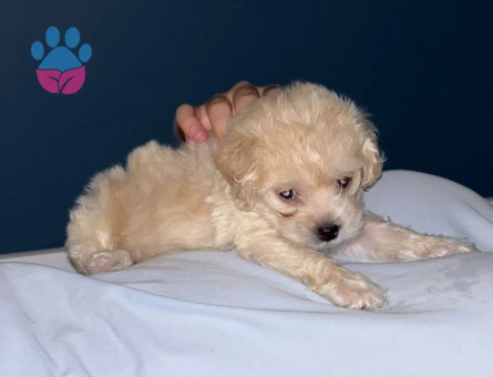 2 aylık toy poodle