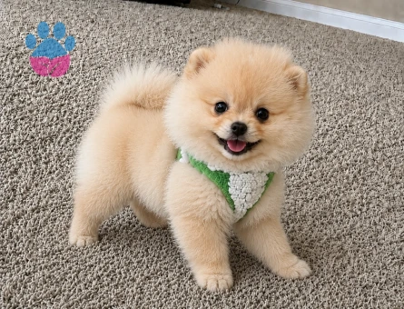 Özel Teddy Face Pomeranian Boo Yavrusu | Ruhsatlı Üretim Güvencesi - 6132
