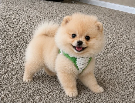 Özel Teddy Face Pomeranian Boo Yavrusu | Ruhsatlı Üretim Güvencesi - 6132